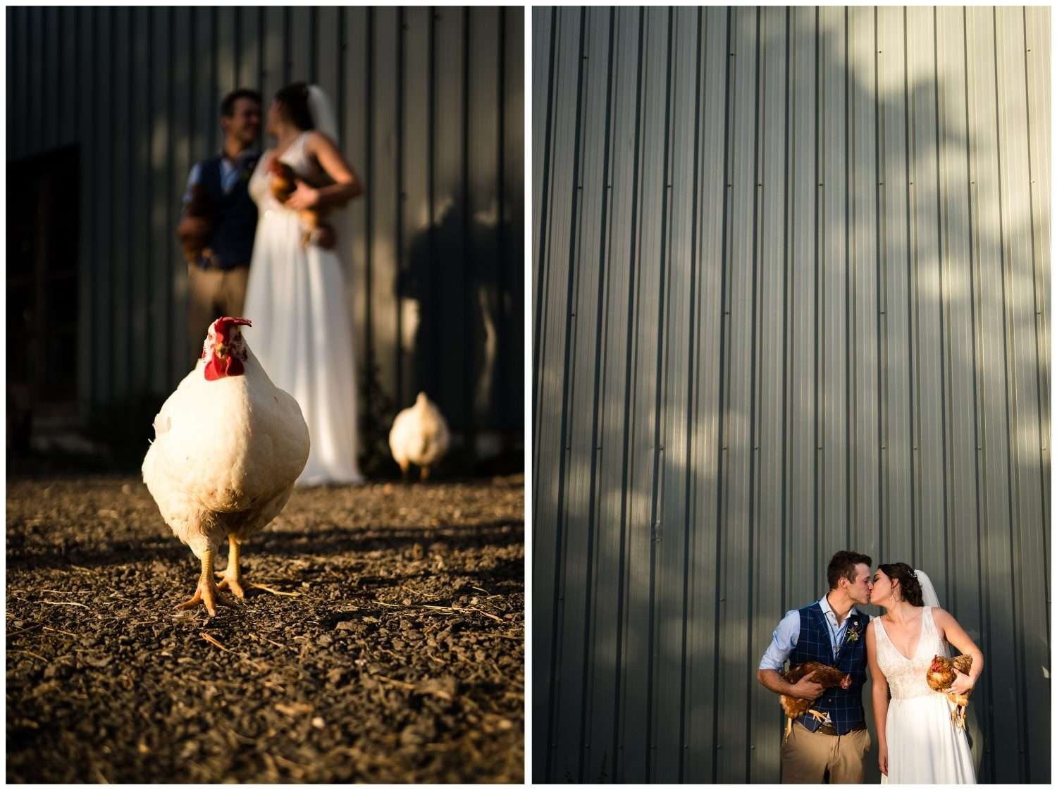 tipi wedding in suffolk and the couple kiss whilst holding chickens from their farm