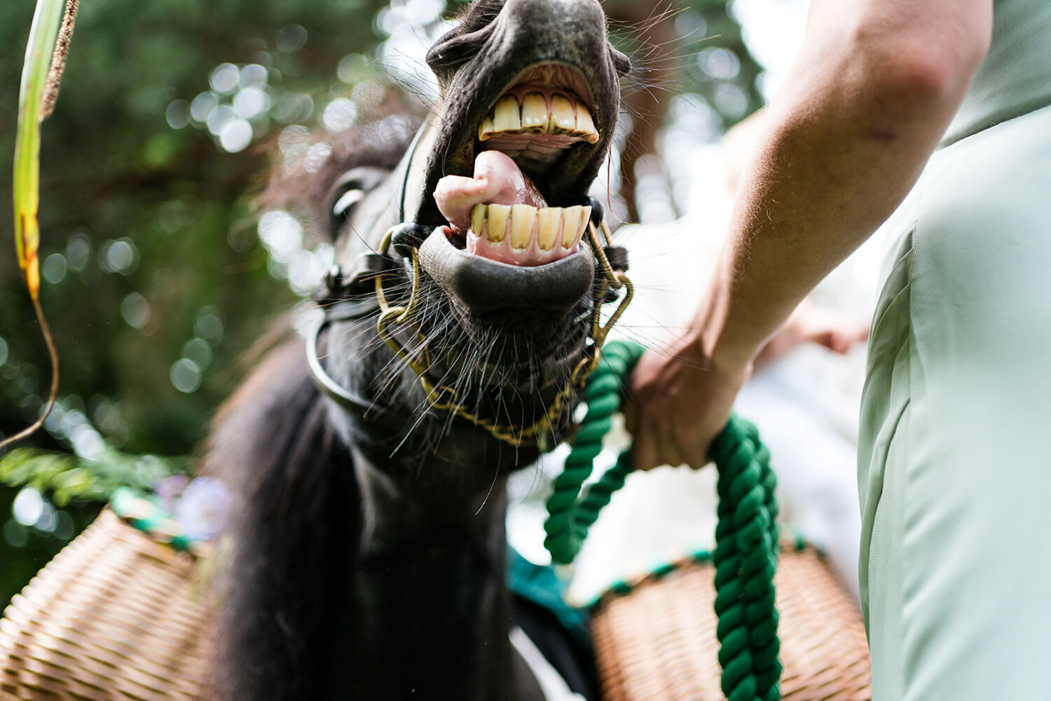confetti pony smiling for a photo